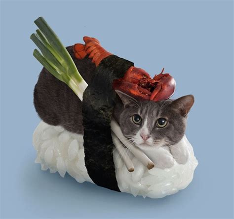 Sushi Cat Review 2024
